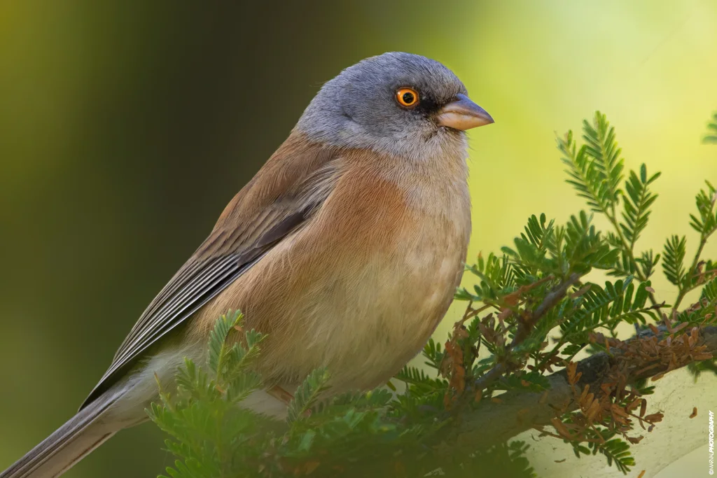 淡墨西哥灯草鹀(Junco bairdi)