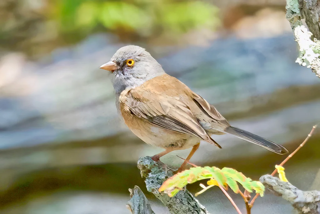 淡墨西哥灯草鹀(Junco bairdi)