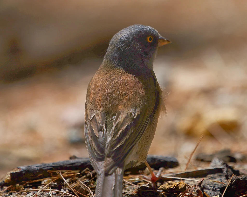 淡墨西哥灯草鹀(Junco bairdi)