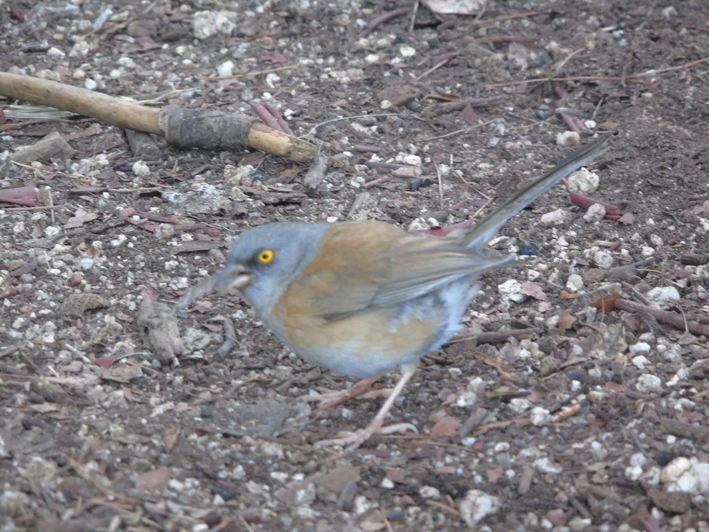 淡墨西哥灯草鹀(Junco bairdi)