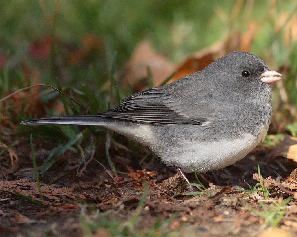 暗眼灯草鹀（Junco hyemalis）