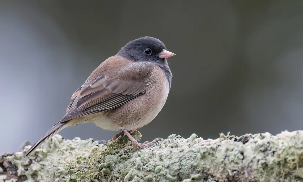 暗眼灯草鹀（Junco hyemalis）