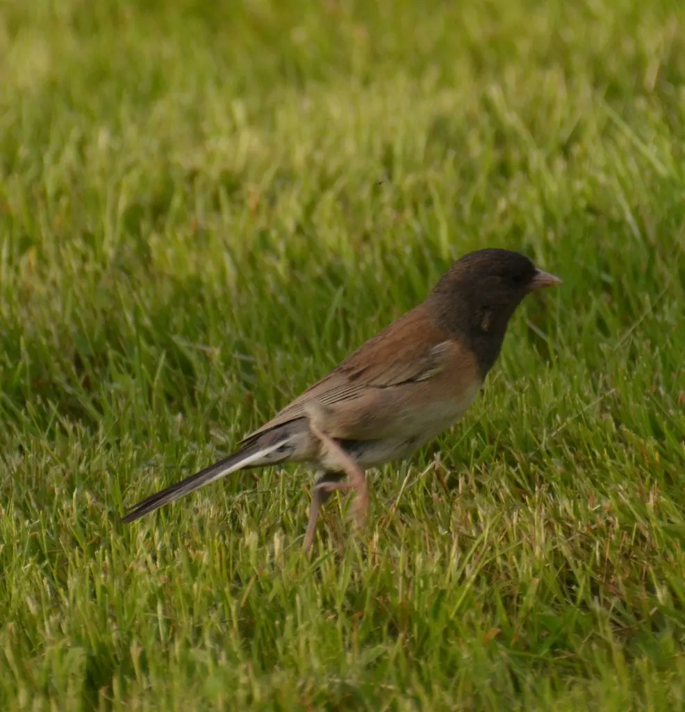暗眼灯草鹀（Junco hyemalis）