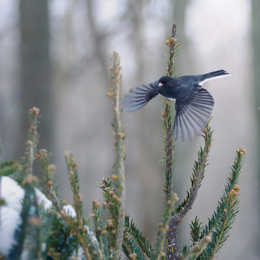 暗眼灯草鹀（Junco hyemalis）