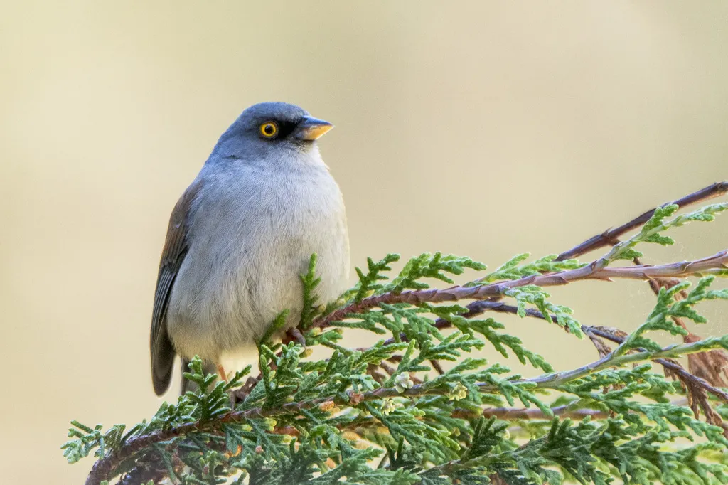 墨西哥灯草鹀(Junco phaeonotus)