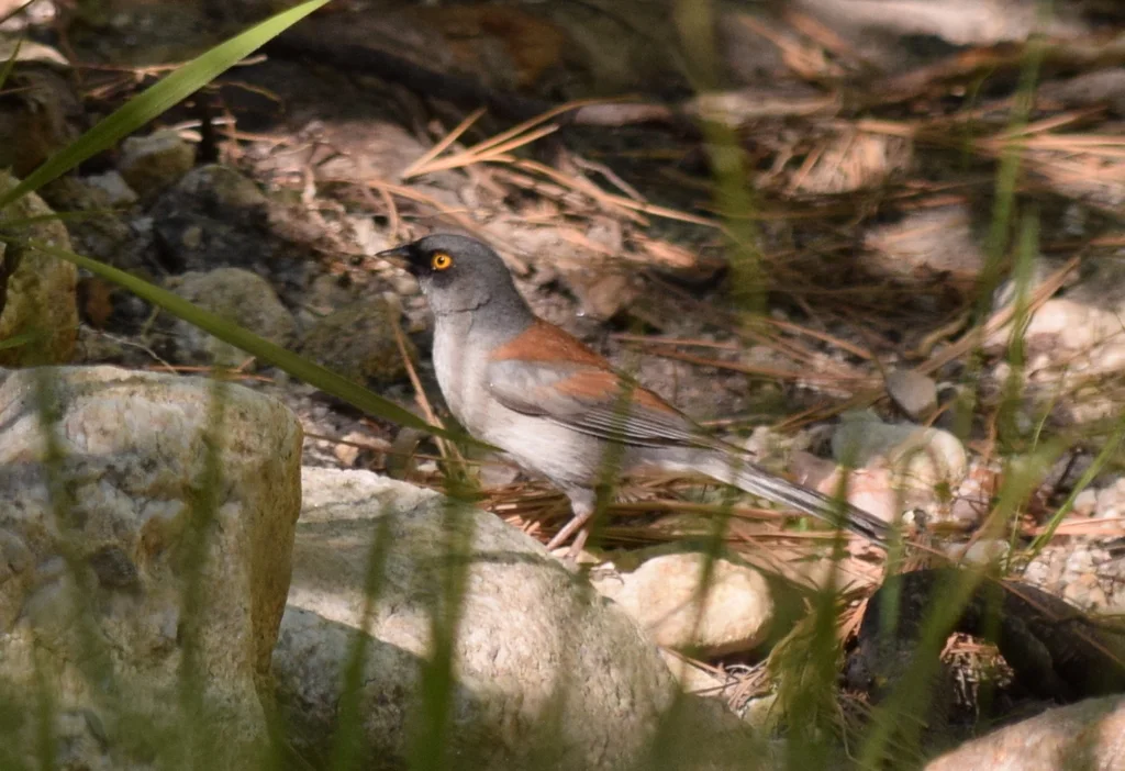 墨西哥灯草鹀(Junco phaeonotus)