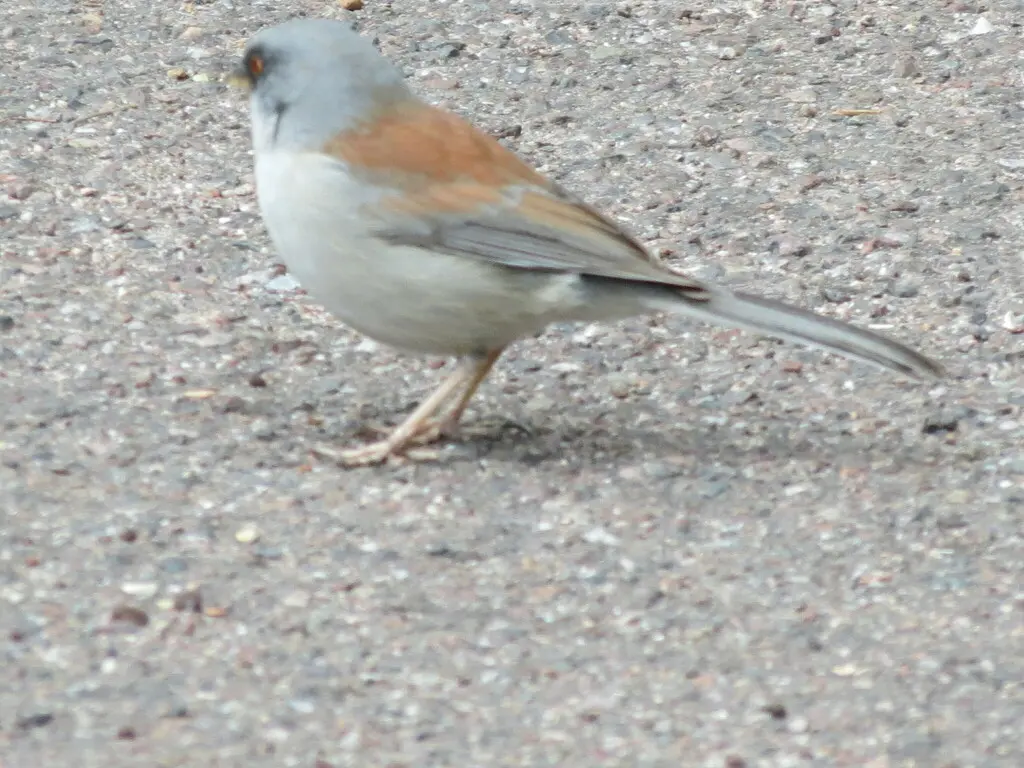 墨西哥灯草鹀(Junco phaeonotus)