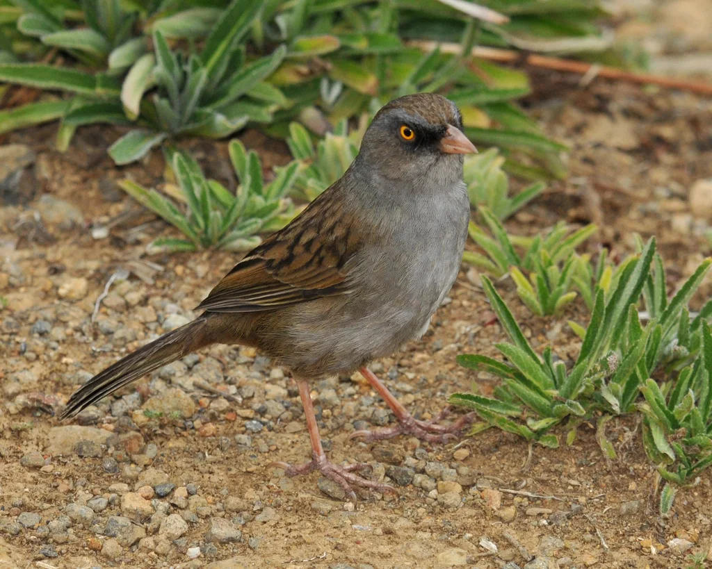 黄眼灯草鹀(Junco vulcani)