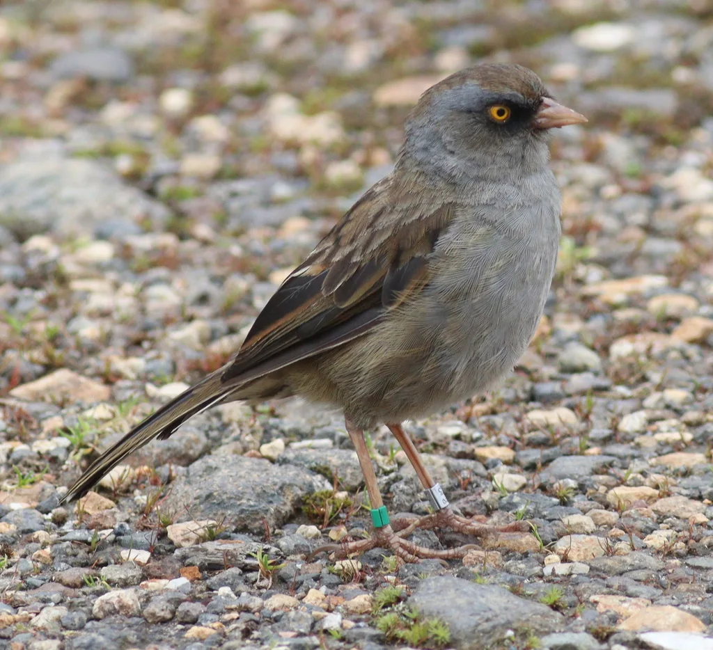 黄眼灯草鹀(Junco vulcani)
