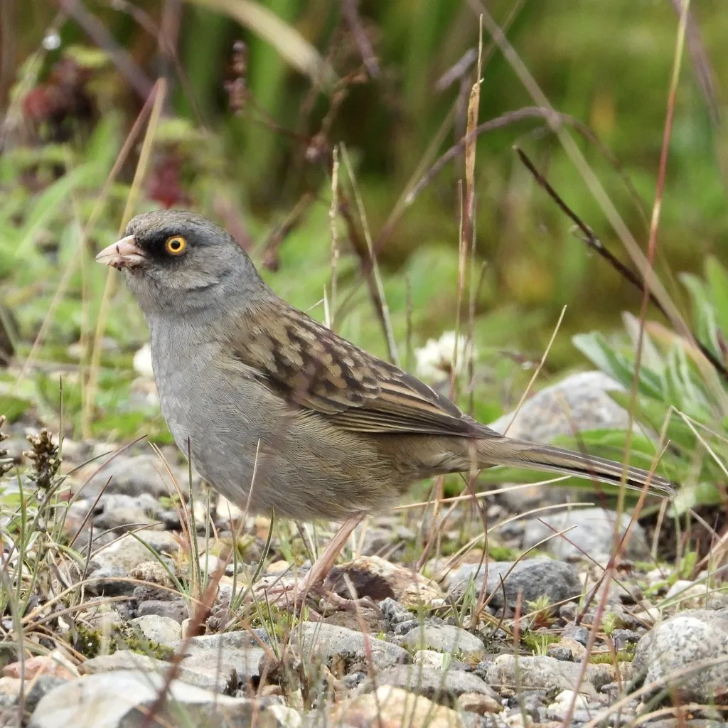 黄眼灯草鹀(Junco vulcani)