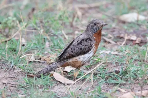 红胸蚁䴕