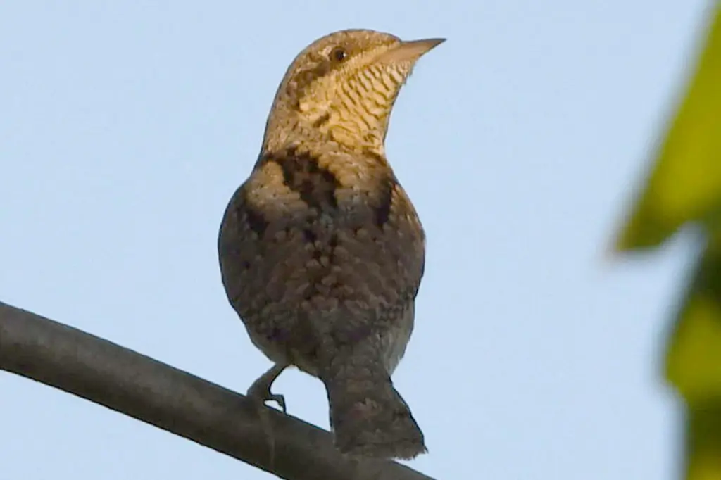 蚁䴕（Jynx torquilla）