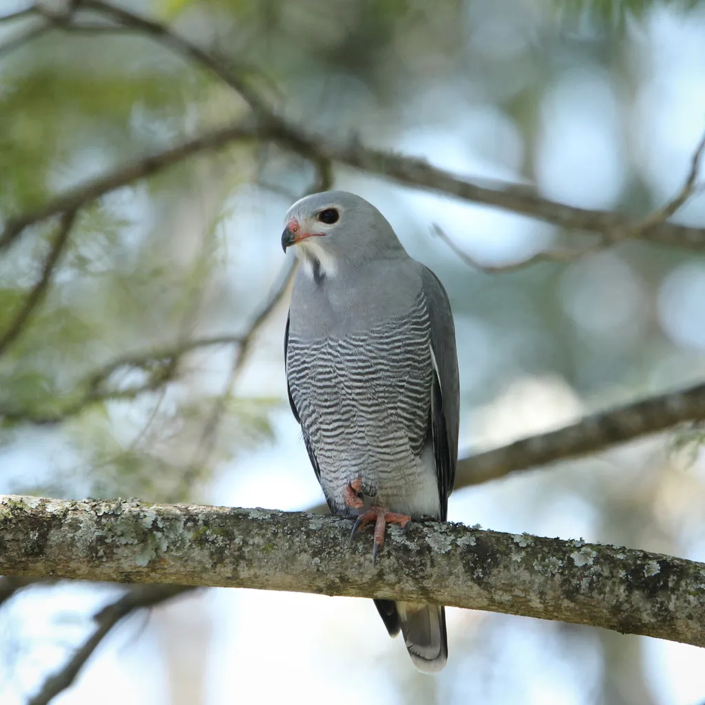 食蜥鵟(Kaupifalco monogrammicus)