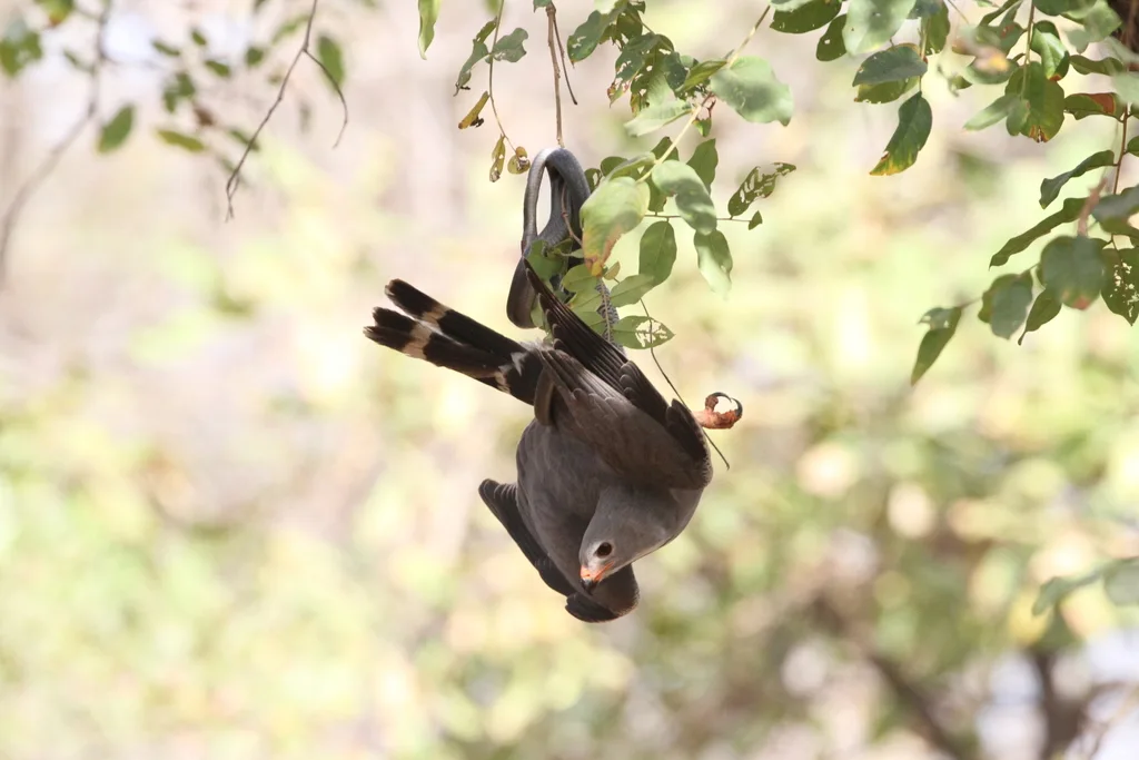 食蜥鵟(Kaupifalco monogrammicus)