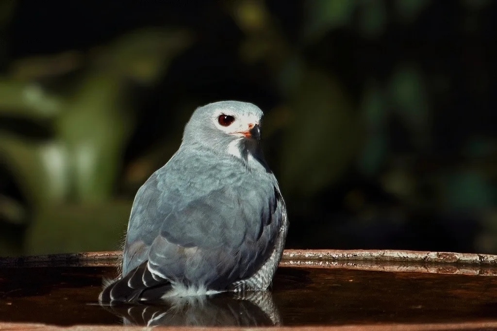 食蜥鵟(Kaupifalco monogrammicus)