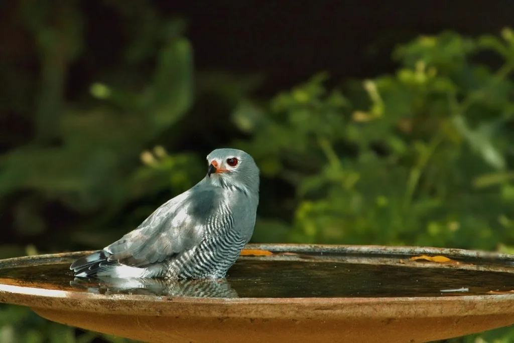 食蜥鵟(Kaupifalco monogrammicus)