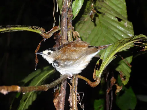 纹鹪鹛(Kenopia striata)