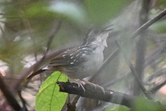 纹鹪鹛(Kenopia striata)
