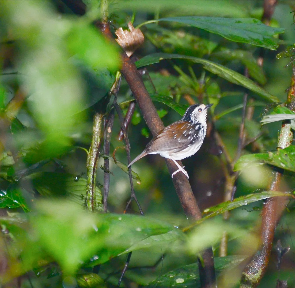 纹鹪鹛(Kenopia striata)