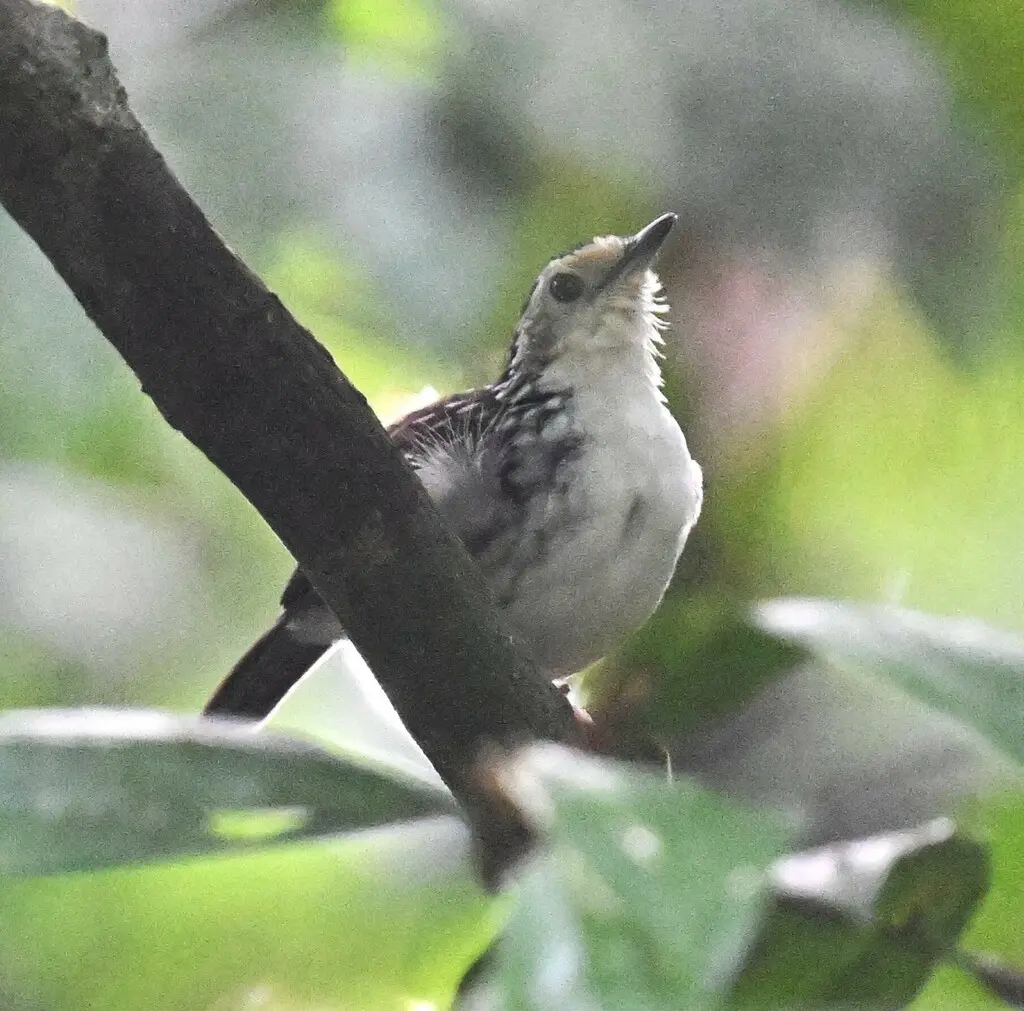 纹鹪鹛(Kenopia striata)