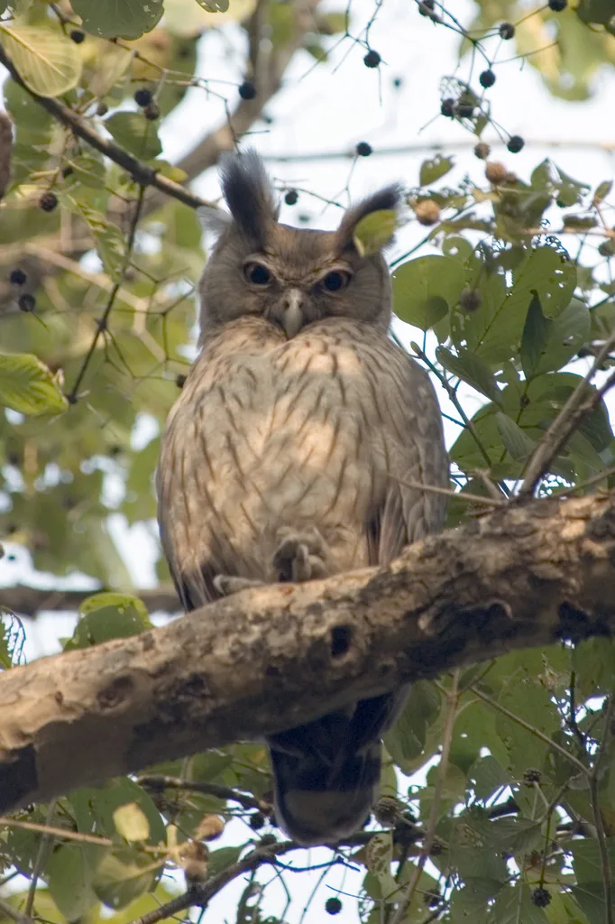 乌雕鸮(Ketupa coromanda)
