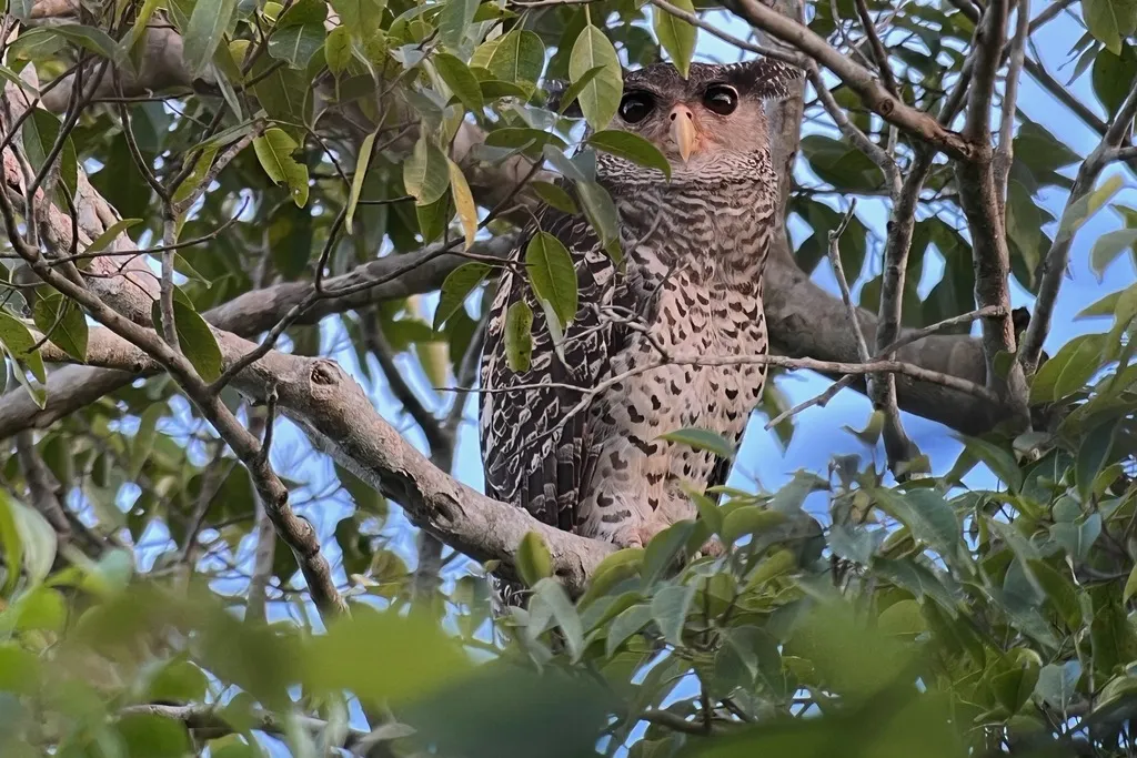林雕鸮(Ketupa nipalensis)