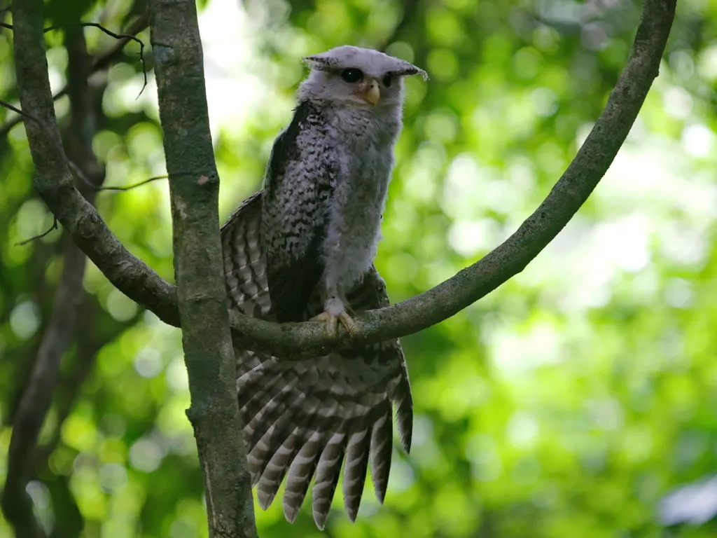林雕鸮(Ketupa nipalensis)