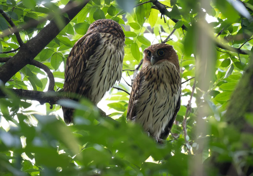菲律宾雕鸮(Ketupa philippensis)