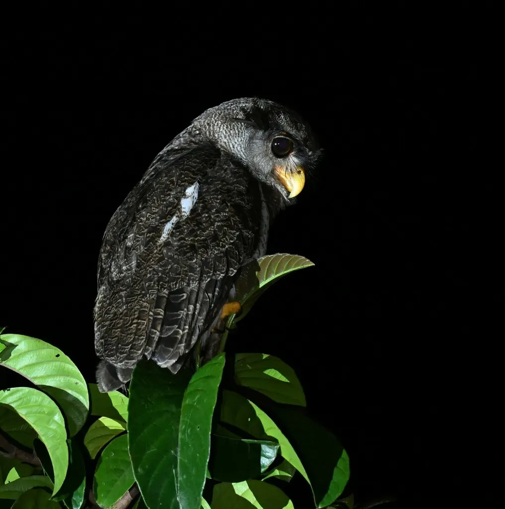 马来雕鸮(Ketupa sumatrana)