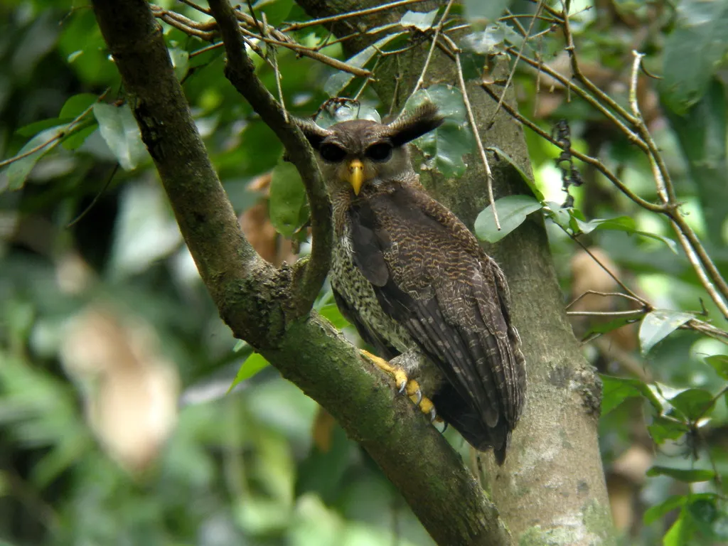 马来雕鸮(Ketupa sumatrana)