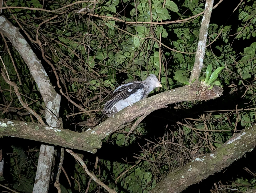 马来雕鸮(Ketupa sumatrana)