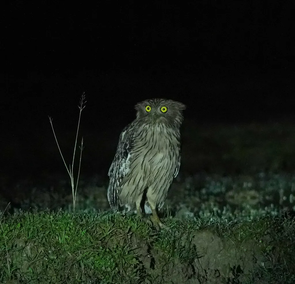 褐渔鸮（Ketupa zeylonensis）