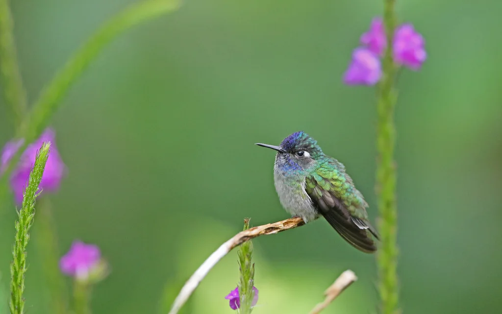 紫头蜂鸟(Klais guimeti)