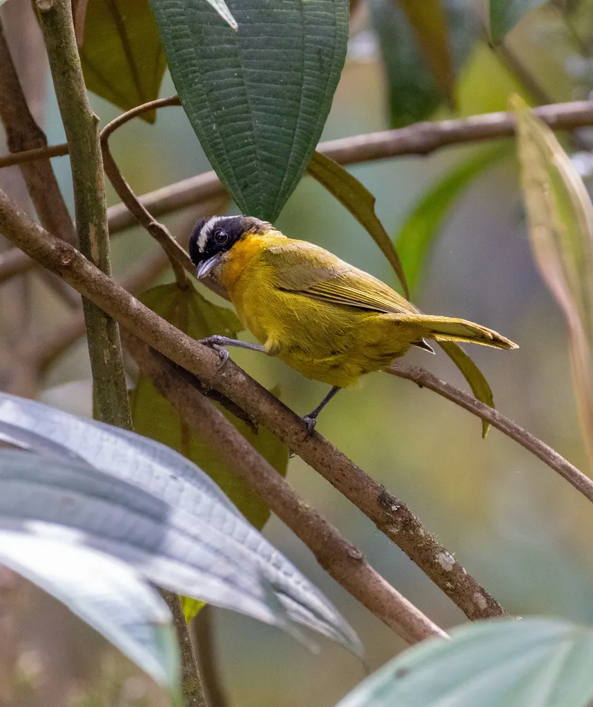 黑顶拟雀(Kleinothraupis atropileus)
