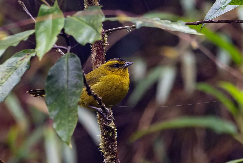 帕氏拟雀(Kleinothraupis parodii)