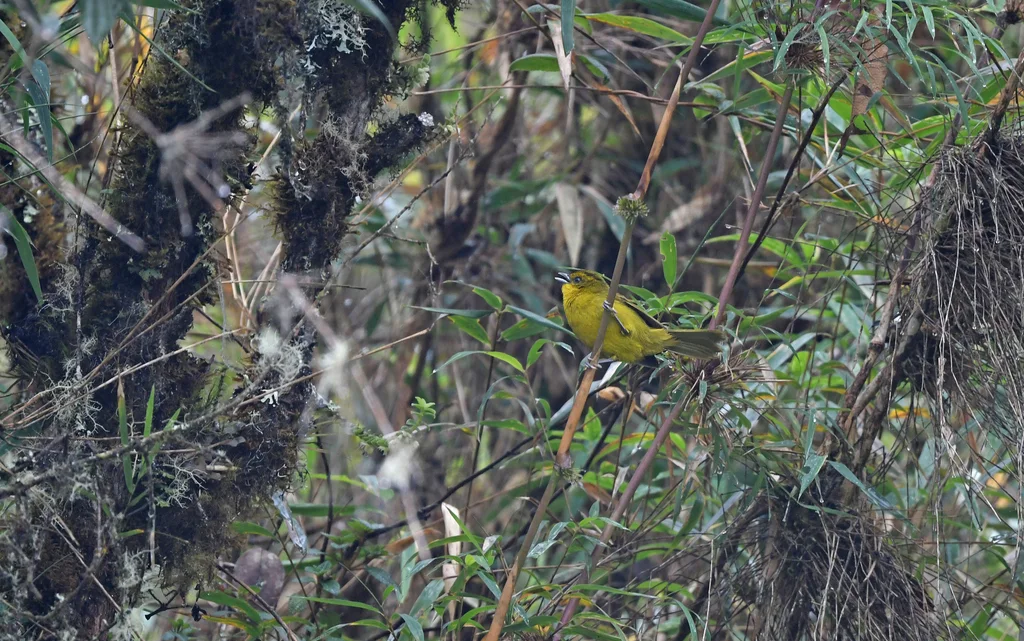 帕氏拟雀(Kleinothraupis parodii)
