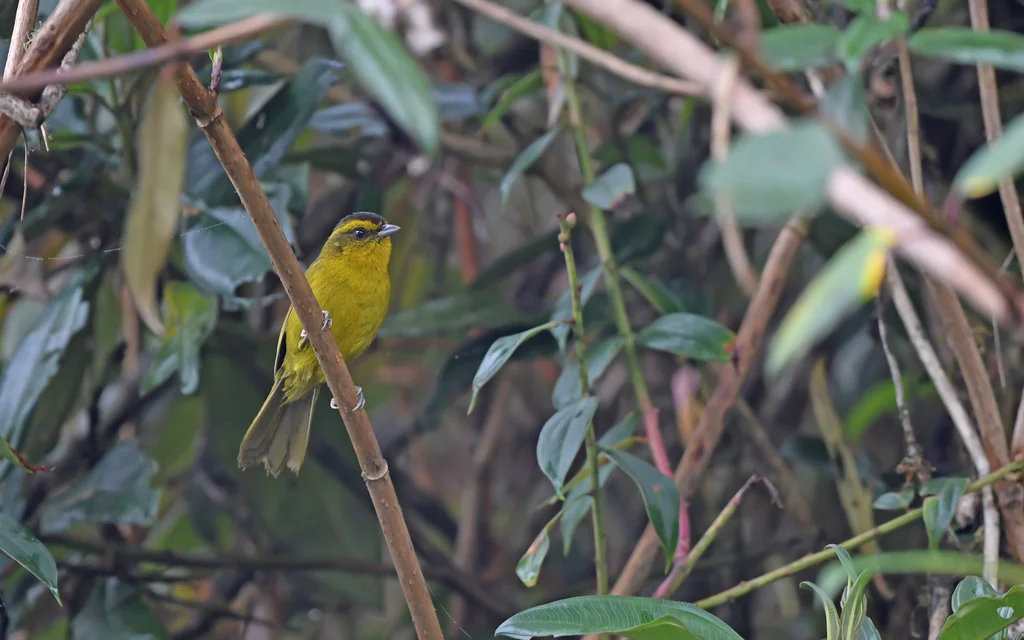 帕氏拟雀(Kleinothraupis parodii)