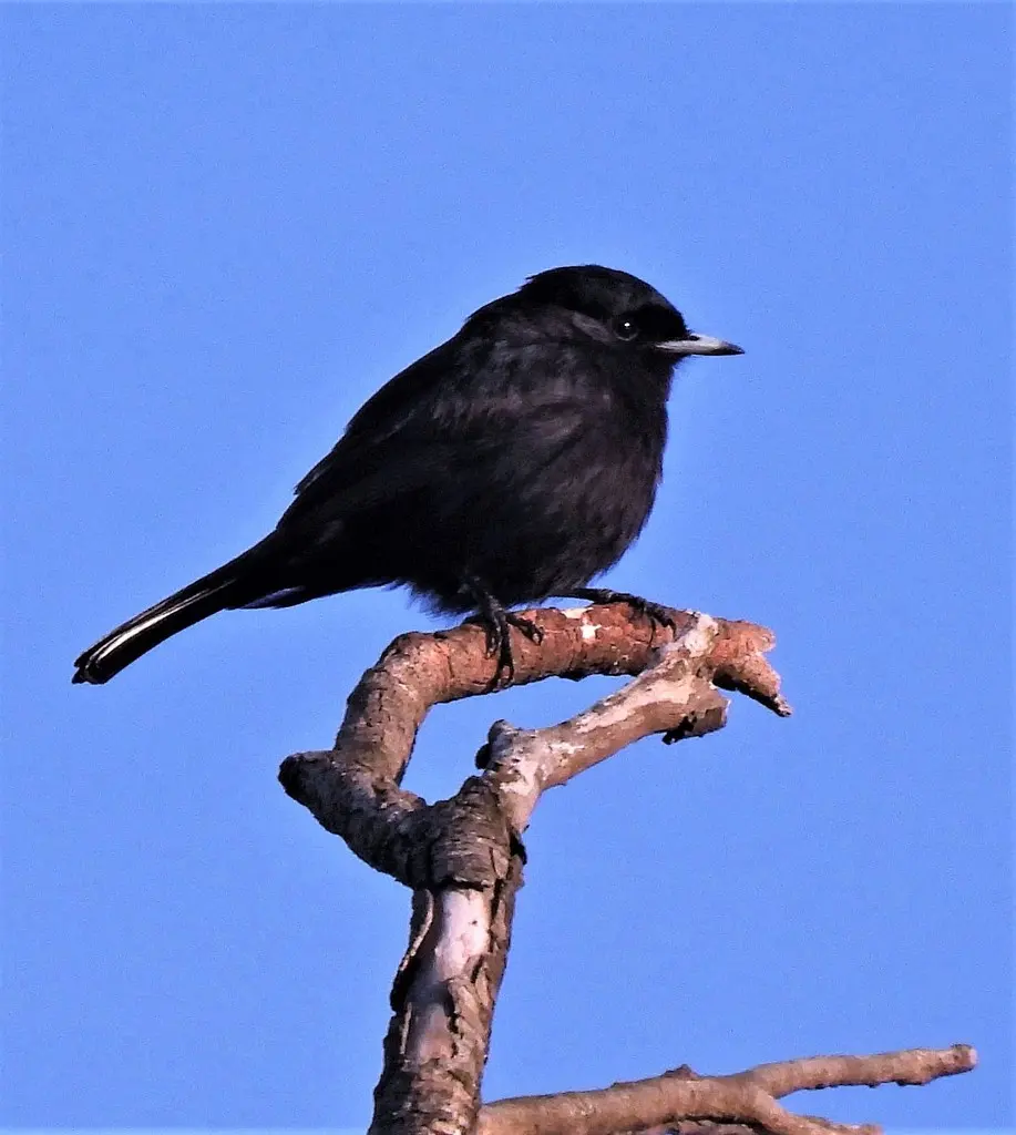 白翅黑霸鹟(Knipolegus aterrimus)