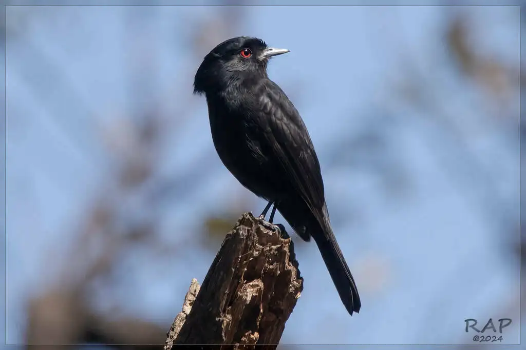 蓝嘴黑霸鹟(Knipolegus cyanirostris)