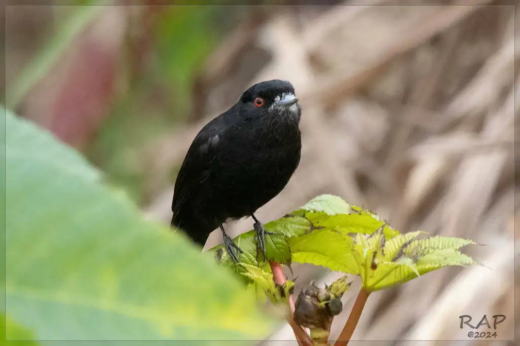 蓝嘴黑霸鹟(Knipolegus cyanirostris)
