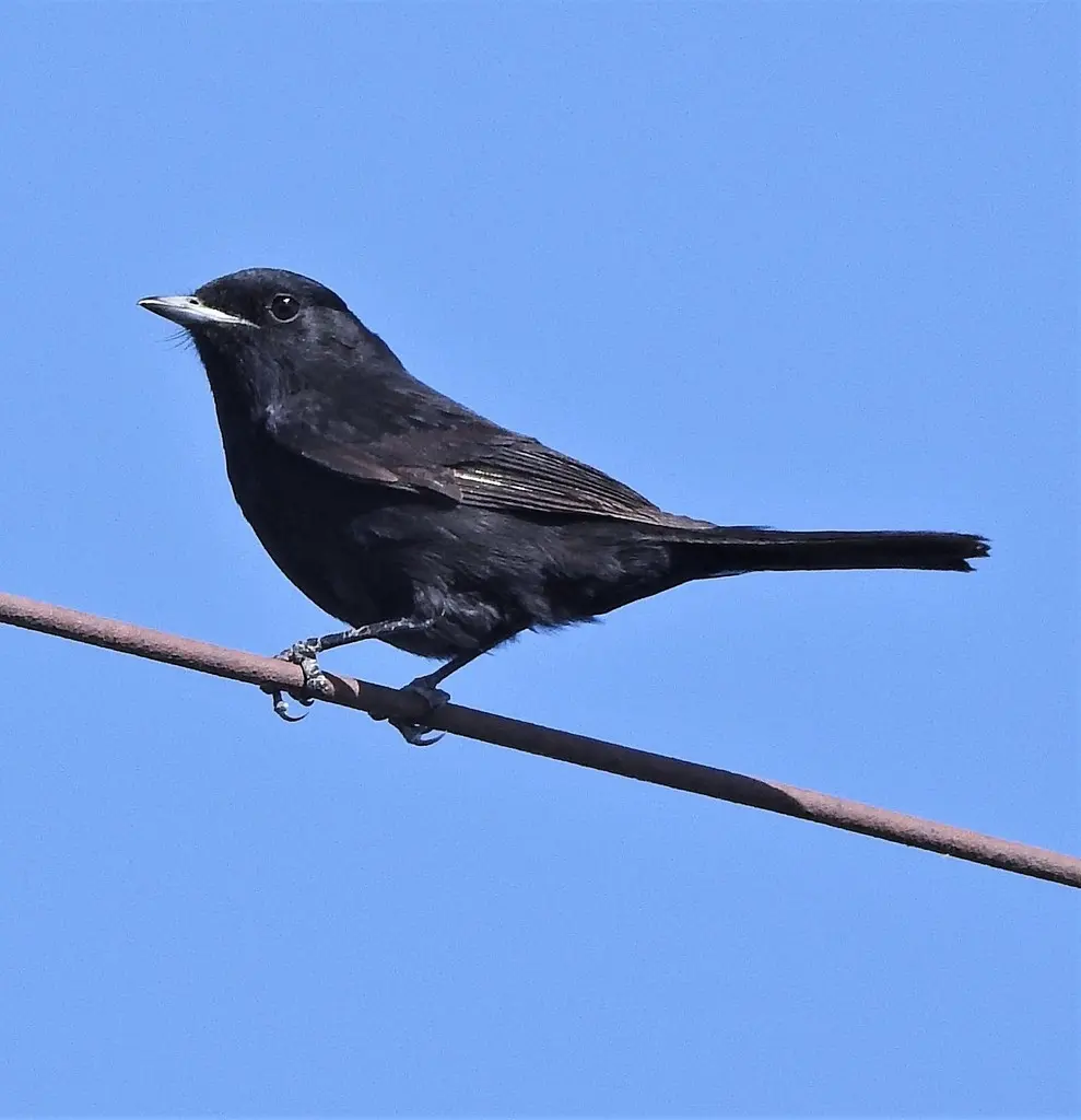 哈氏黑霸鹟(Knipolegus hudsoni)