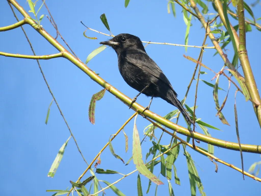 哈氏黑霸鹟(Knipolegus hudsoni)