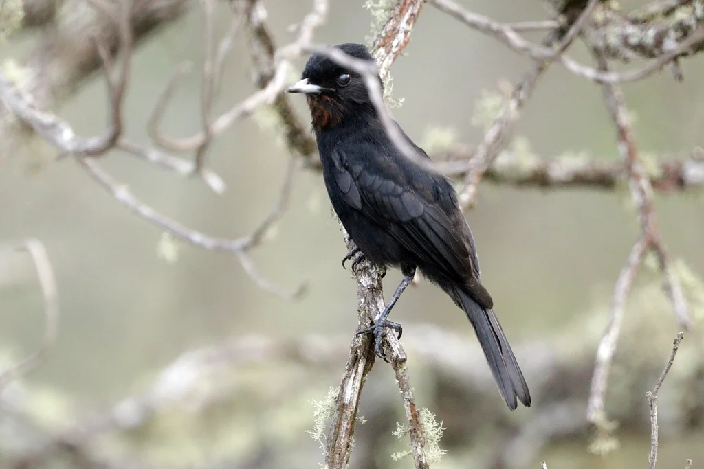 柔羽黑霸鹟(Knipolegus nigerrimus)