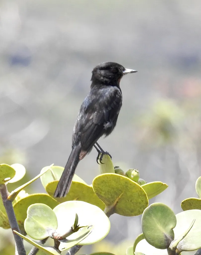 柔羽黑霸鹟(Knipolegus nigerrimus)