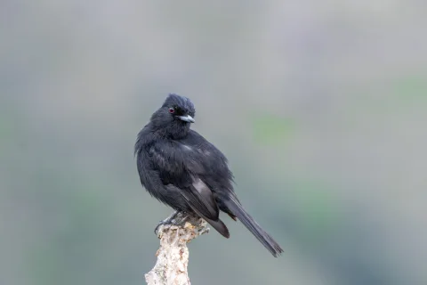 柔羽黑霸鹟