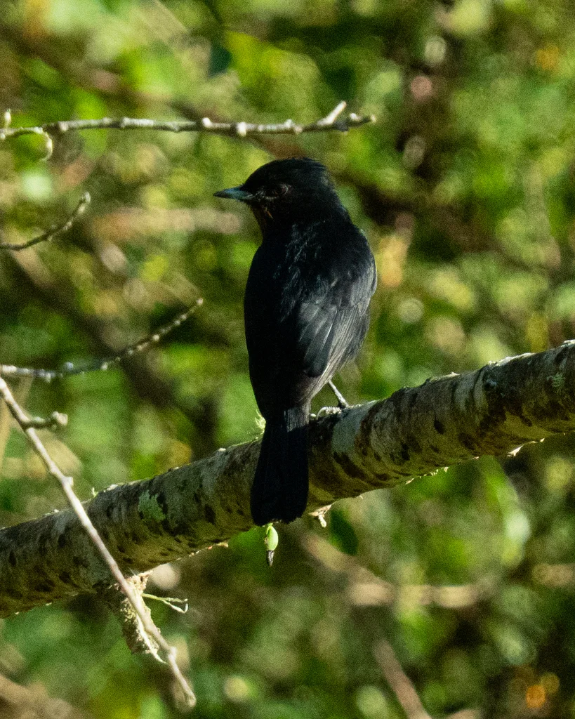 柔羽黑霸鹟(Knipolegus nigerrimus)