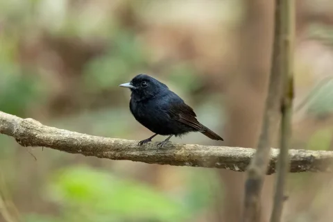 亚马孙黑霸鹟