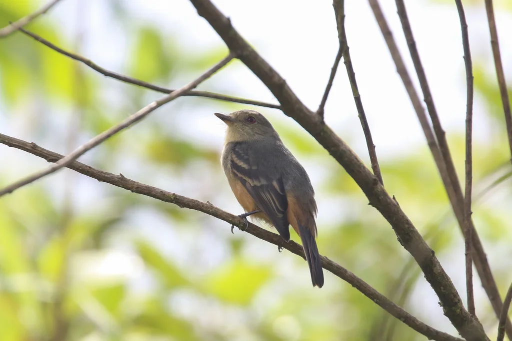 棕尾霸鹟（Knipolegus poecilurus）