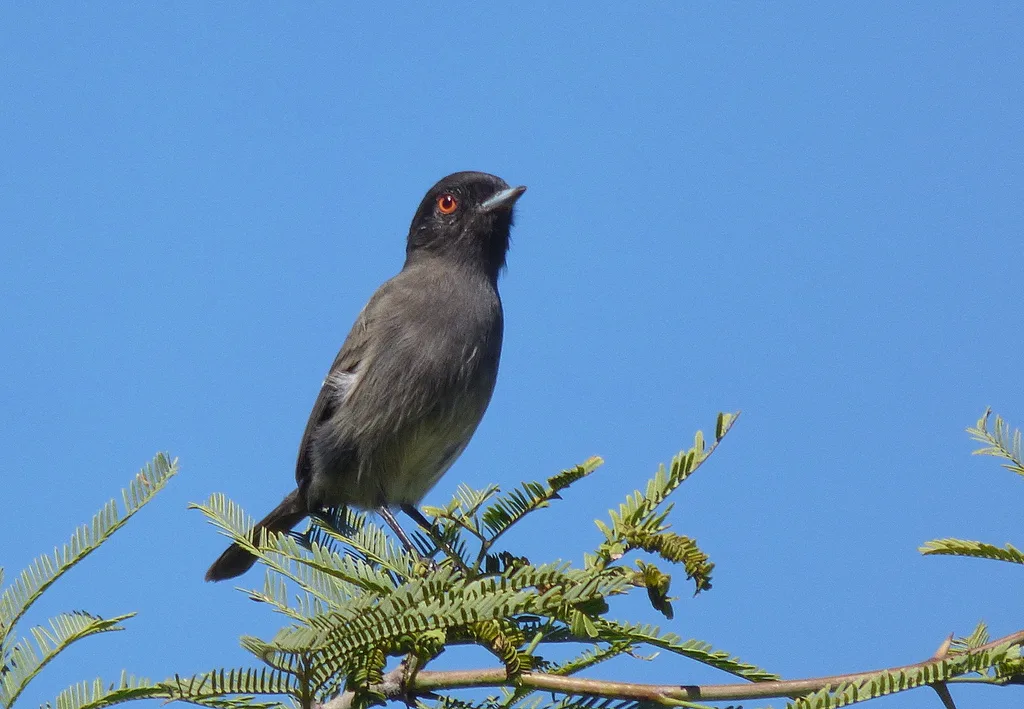 灰霸鹟(Knipolegus striaticeps)