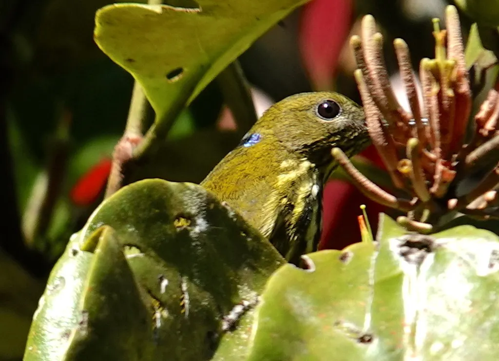 蓝枕花蜜鸟(Kurochkinegramma hypogrammicum)